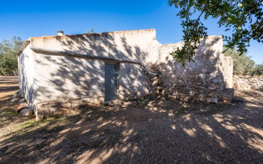 Big flat piece of land with olive trees (984)