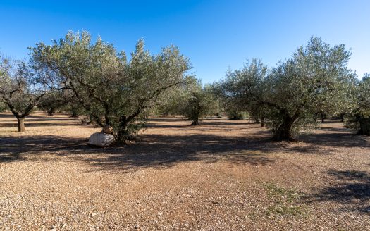 Big flat piece of land with olive trees (984)