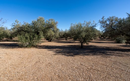 Big flat piece of land with olive trees (984)