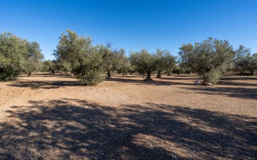 Big flat piece of land with olive trees (984)