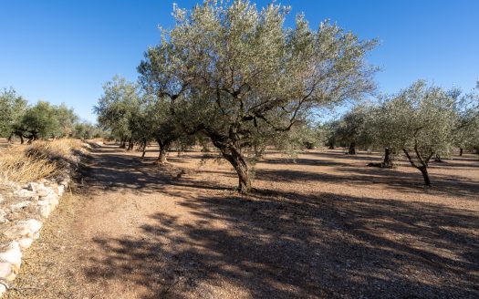 Gran finca plana amb oliveres (984)