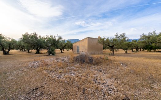 A large flat piece of land with olive trees (985)