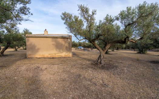 A large flat piece of land with olive trees (985)