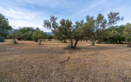 Una gran finca plana amb oliveres (985)