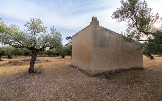 Una gran finca plana amb oliveres (985)