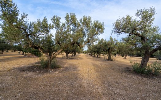 A large flat piece of land with olive trees (985)