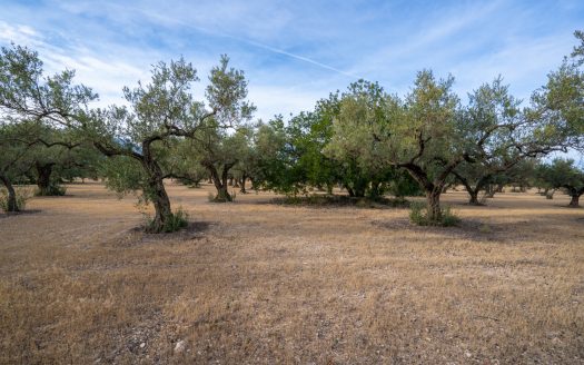 Una gran finca plana amb oliveres (985)