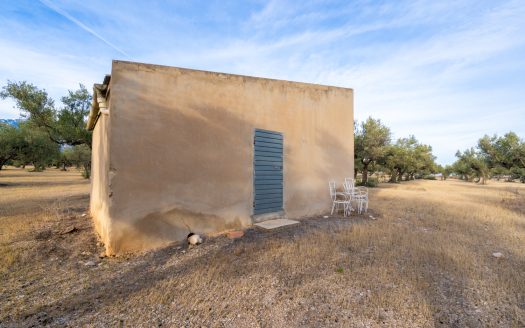 A large flat piece of land with olive trees (985)