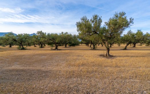 Una gran finca plana amb oliveres (985)