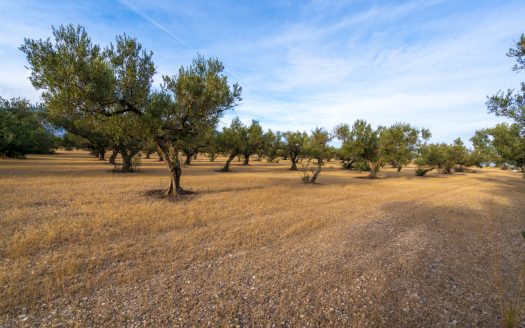 Una gran finca plana amb oliveres (985)