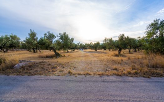 A large flat piece of land with olive trees (985)