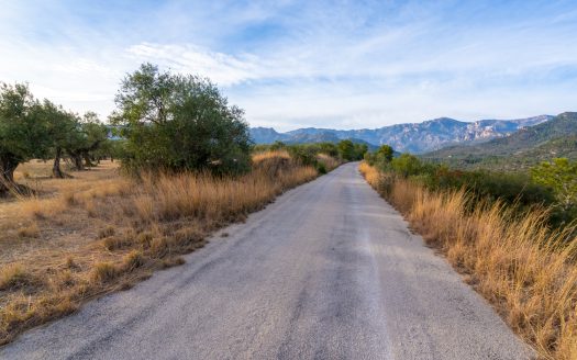 A large flat piece of land with olive trees (985)