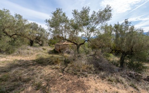 Finca sin cultivo con una ruina (46)