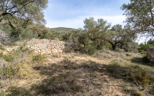 Finca sin cultivo con una ruina (46)