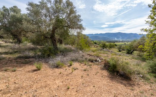 Finca sin cultivo con una ruina (46)