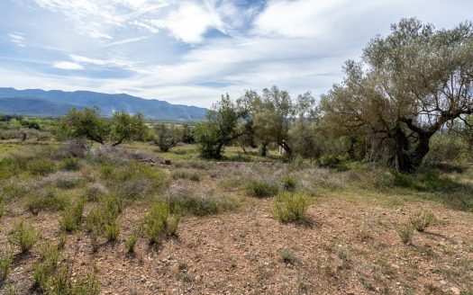 Finca sin cultivo con una ruina (46)