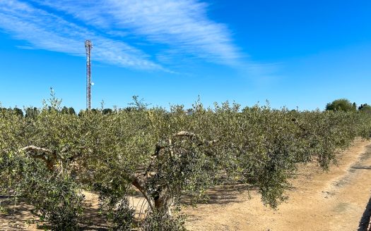 Finca prop del riu Ebre (38)