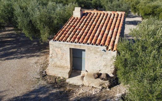 A small island of olive trees (66)