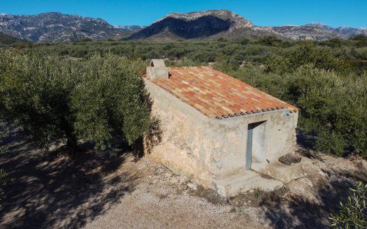 Una pequeña isla de olivos (66)