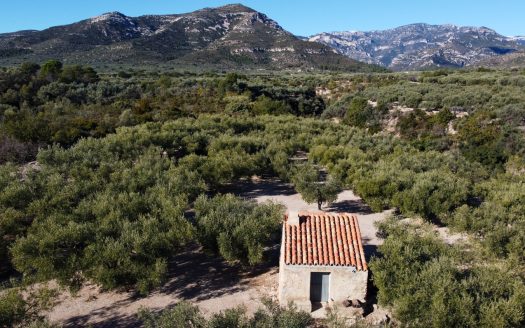 Una pequeña isla de olivos (66)