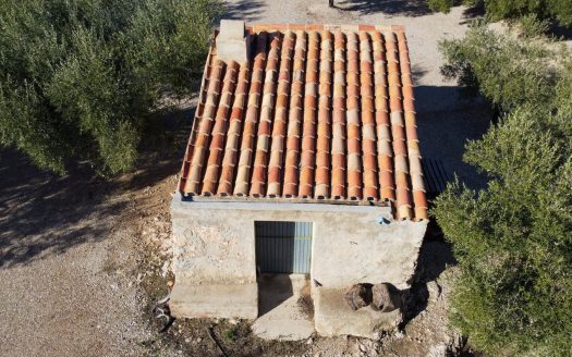 Una pequeña isla de olivos (66)