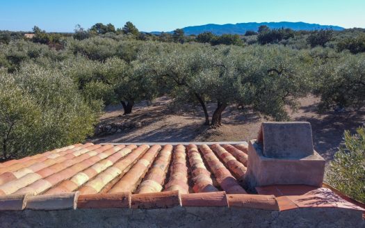 A small island of olive trees (66)