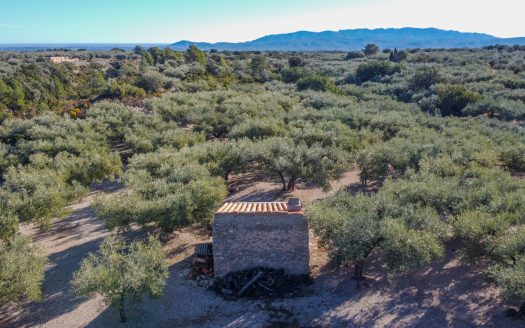 A small island of olive trees (66)