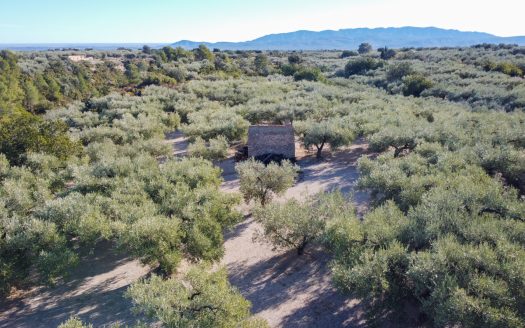 A small island of olive trees (66)