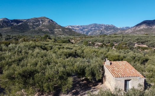 A small island of olive trees (66)