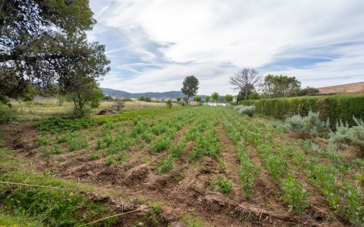 Huerto dentro del plan urbanístico (48)