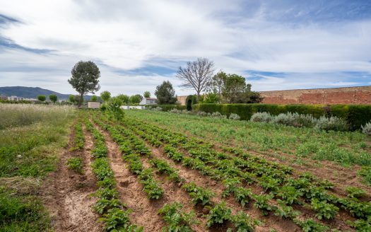 Huerto dentro del plan urbanístico (48)