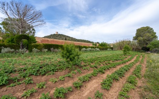 Huerto dentro del plan urbanístico (48)