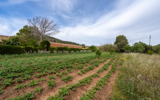 Huerto dentro del plan urbanístico (48)