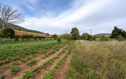 Huerto dentro del plan urbanístico (48)