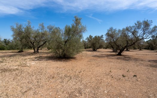 Una finca en un lloc aïllat (57)