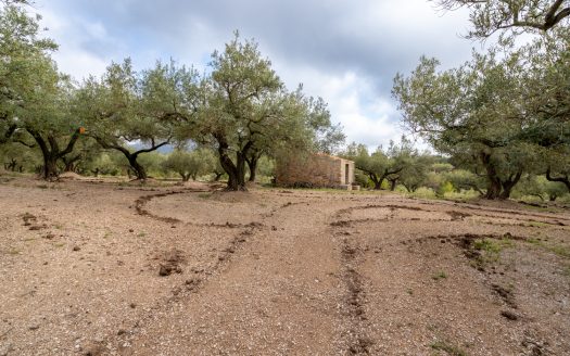 A small island of olive trees (66)