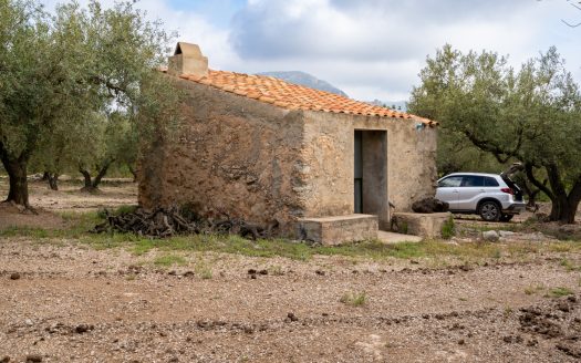 A small island of olive trees (66)