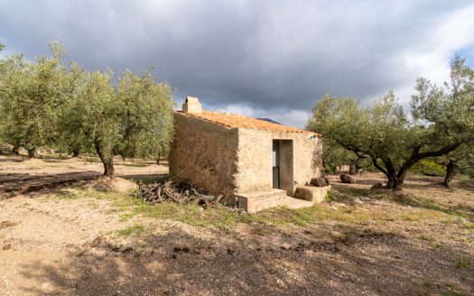 Una pequeña isla de olivos (66)