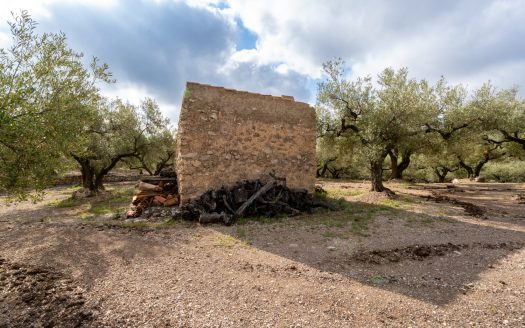 A small island of olive trees (66)