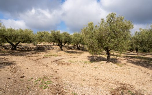 A small island of olive trees (66)