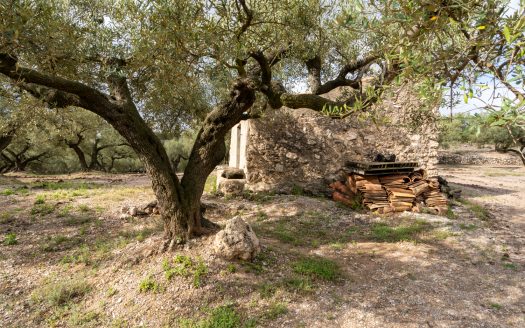 A small island of olive trees (66)