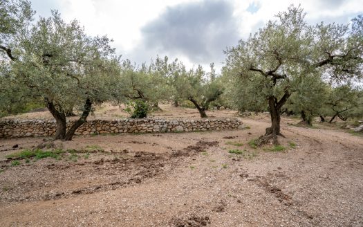 A small island of olive trees (66)