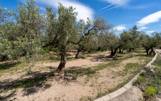 Finca de secano con buen acceso (68)