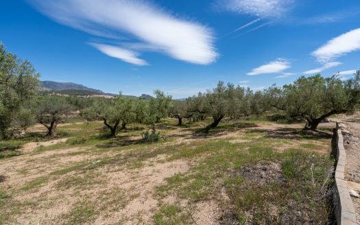 Finca de secano con buen acceso (68)