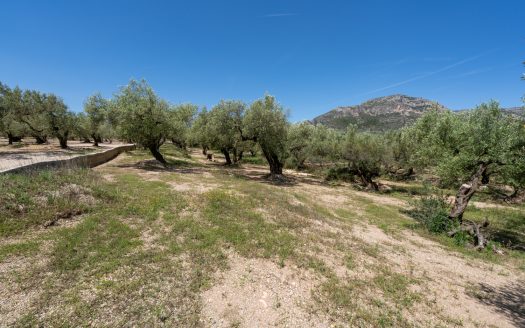 Finca de secano con buen acceso (68)