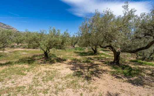 Finca de secano con buen acceso (68)