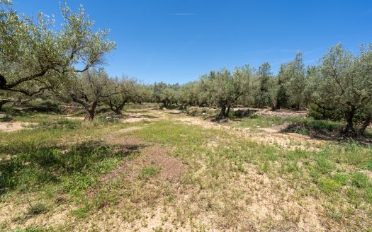 Finca de secano con buen acceso (68)