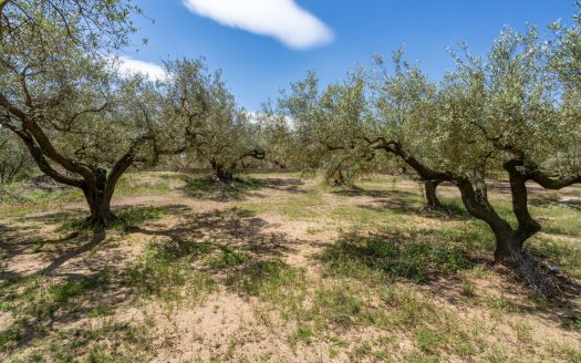 Finca de secano con buen acceso (68)