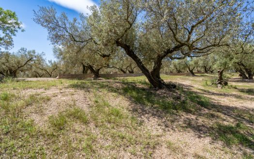 Finca de secano con buen acceso (68)