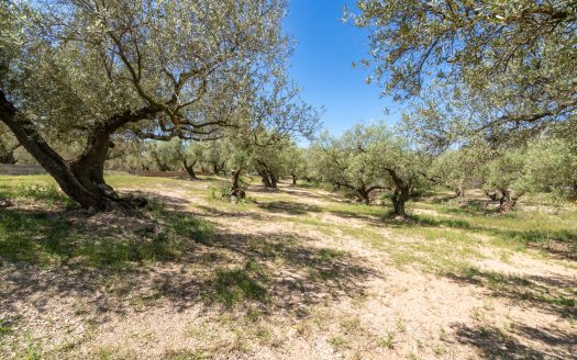 Finca de secano con buen acceso (68)